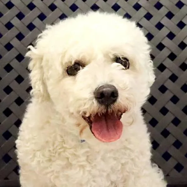 An adult small-sized male Bichon Frise dog named Ollie for adoption in Midland, TX