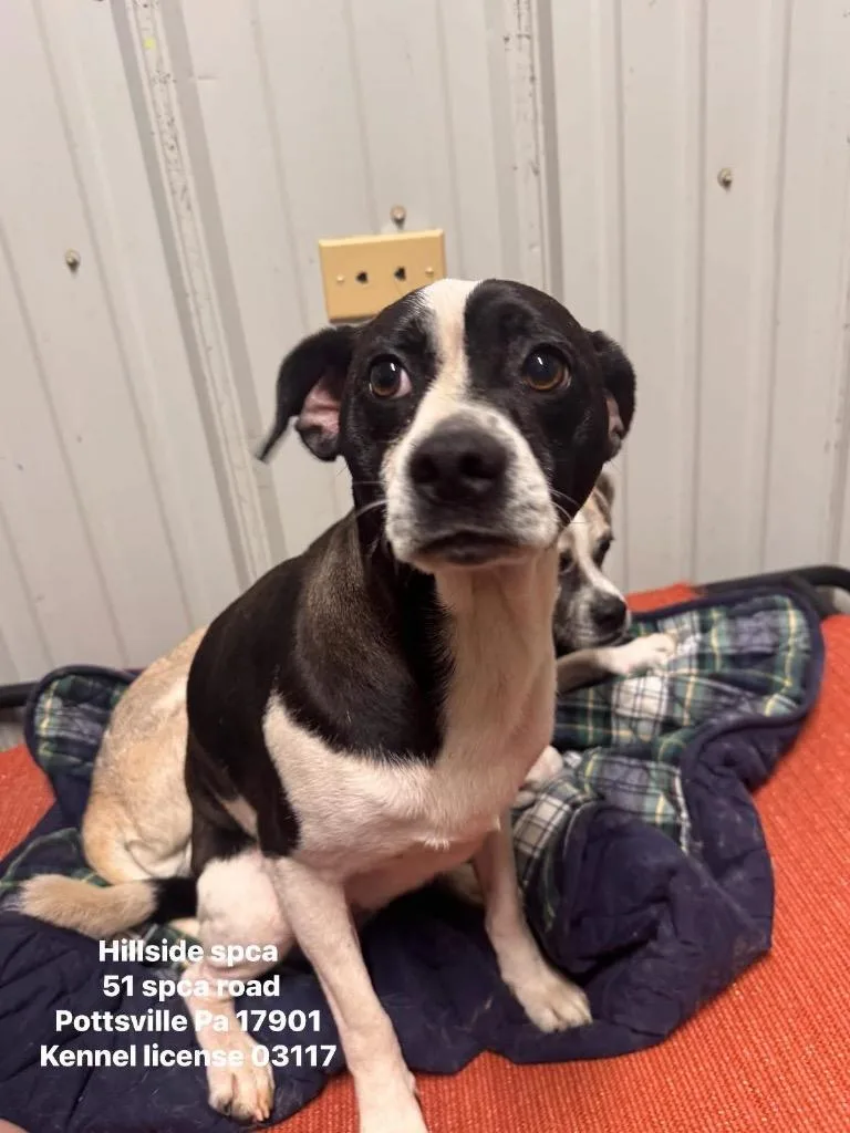 An adult medium-sized male Black Jack Russell Terrier dog named Daffy for adoption in Pottsville, PA