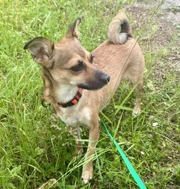 A young small-sized female Brown / Chocolate Chiweenie dog named Mystic for adoption in Brooklyn, NY