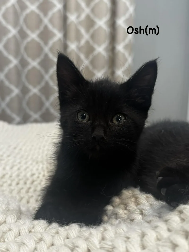 A baby small-sized male Domestic Short Hair cat named Osh for adoption in Dixon, CA