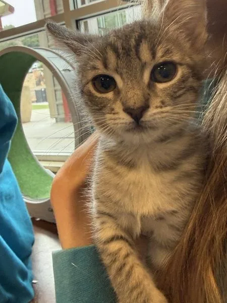 A baby small-sized female Domestic Short Hair cat named Tigress for adoption in Monterey, CA