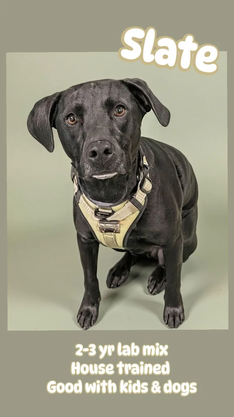 An adult medium-sized male Black Labrador Retriever dog named Slate for adoption in Baton Rouge, LA