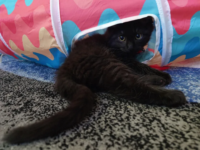 A baby large-sized male Black Domestic Long Hair cat named Perihelion and Miki for adoption in Seattle, WA