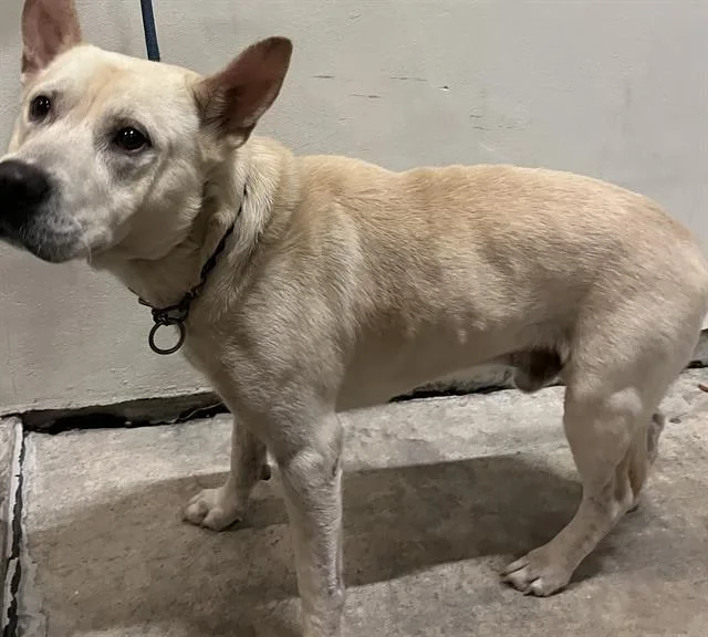 An adult large-sized male German Shepherd Dog dog named King for adoption in Miami, FL