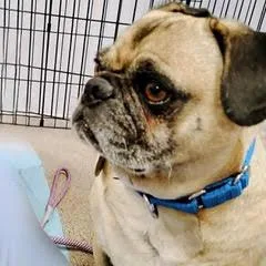 A young small-sized male Yellow / Tan / Blond / Fawn Pug dog named Remington for adoption in Green Valley, AZ