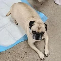 Remington thumbnail 2