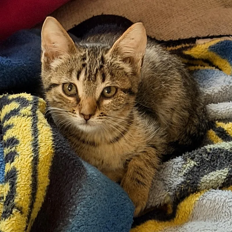 A baby small-sized male Brown / Chocolate Domestic Short Hair cat named Vasquez for adoption in Jupiter, FL