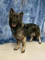 An adult medium-sized female German Shepherd Dog dog named Calypso for adoption in McCook, NE