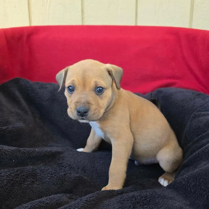 A baby small-sized male Brown / Chocolate Pit Bull Terrier dog named Elbow for adoption in Jackson, MO