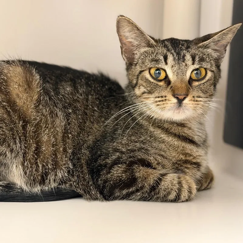 A young medium-sized female Brown / Chocolate Domestic Short Hair cat named Dana for adoption in Sarasota, FL