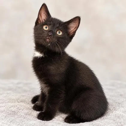A baby medium-sized female Domestic Short Hair cat named Inky Florence for adoption in Hudson, MA