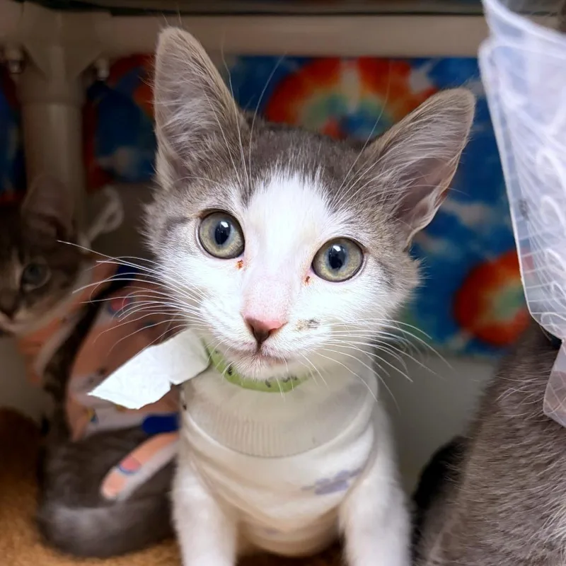 A baby small-sized female White Domestic Short Hair cat named Tapatio for adoption in Woodinville, WA