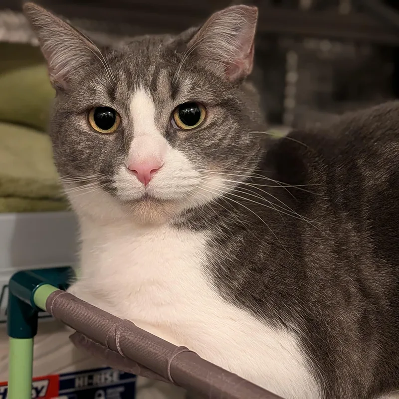 A young medium-sized female Tabby (Gray / Blue / Silver) Domestic Short Hair cat named Margarine Aka Margie for adoption in Newburgh, NY