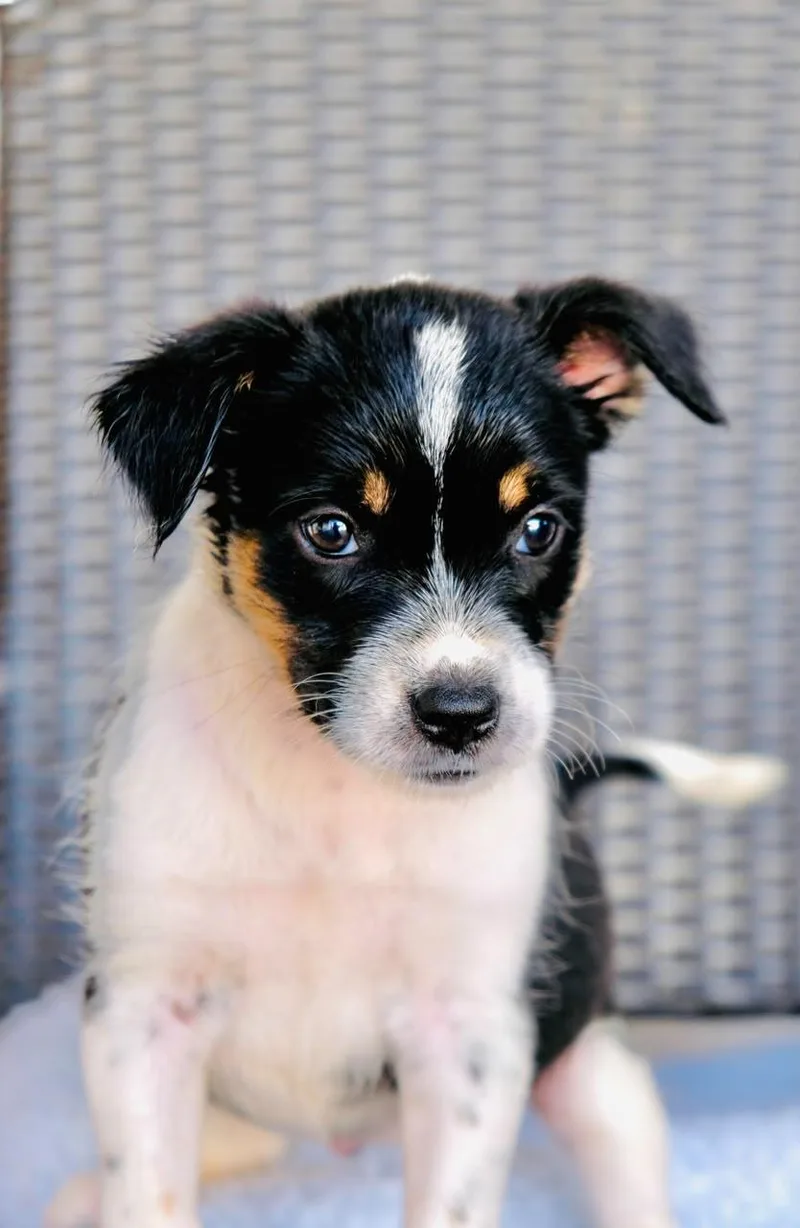 A baby medium-sized female Border Collie dog named Piglet for adoption in San Diego, CA