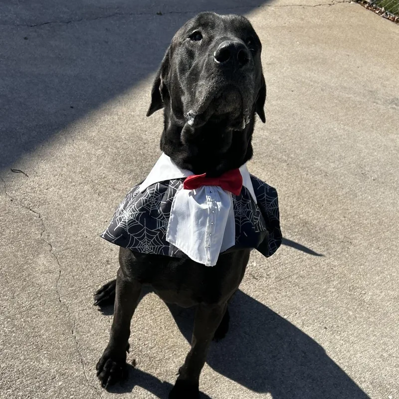 An adult large-sized male Black Great Dane dog named Drac for adoption in Dixon, IL