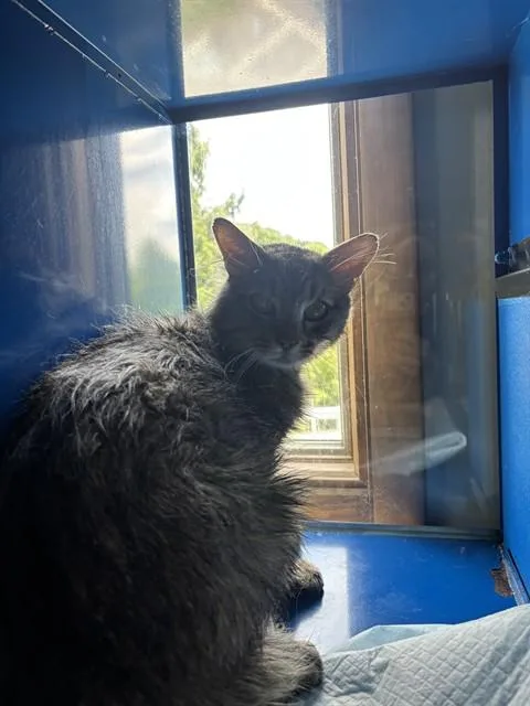 A young small-sized male Domestic Medium Hair cat named Oakley for adoption in Westminster, MD