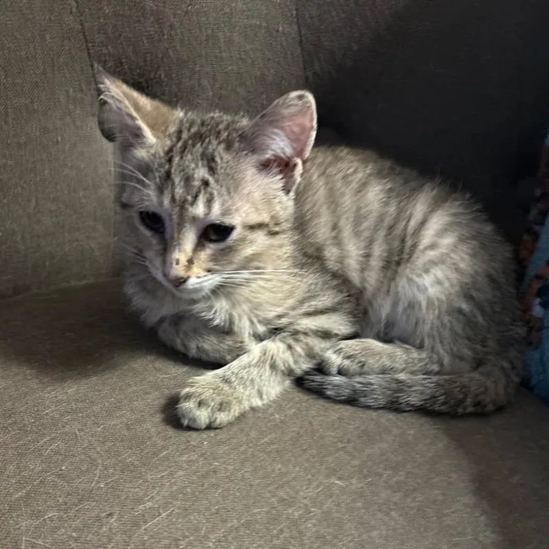 A baby small-sized female Brown / Chocolate Domestic Short Hair cat named Cookie for adoption in HERNANDO, MS