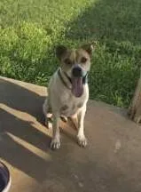 An adult medium-sized male Bicolor Staffordshire Bull Terrier dog named Bradley boy for adoption in Beeville, TX