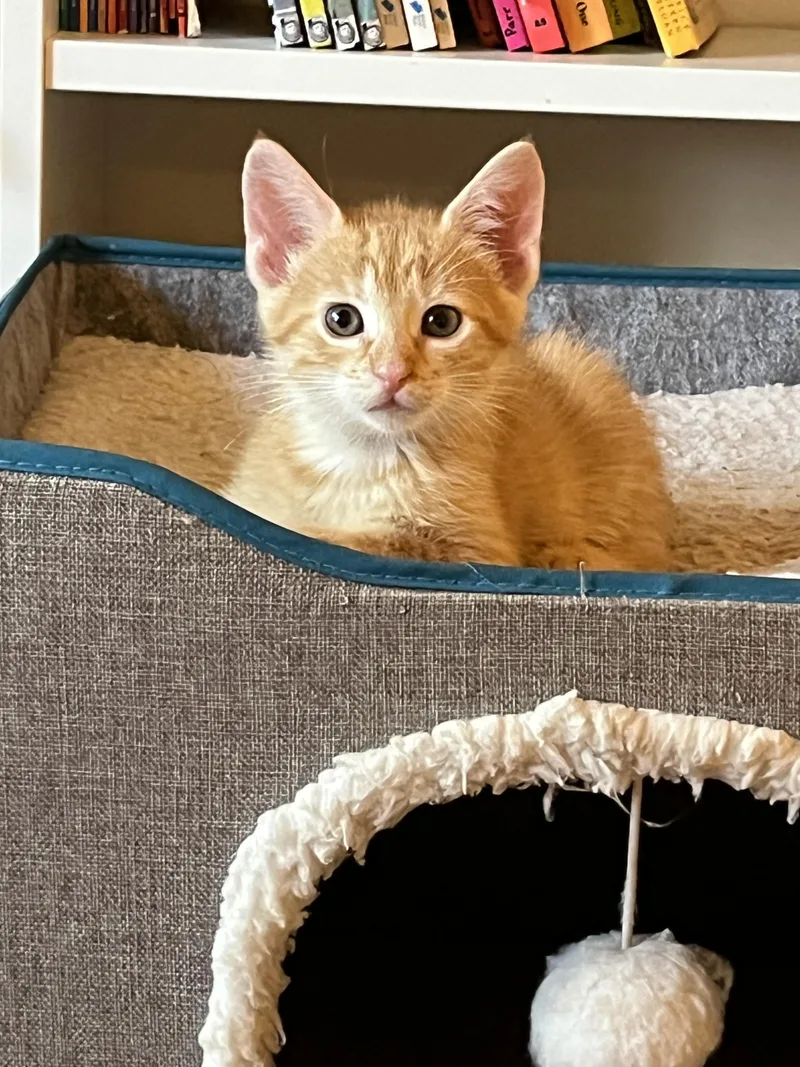 Peach 🍑 thumbnail 2