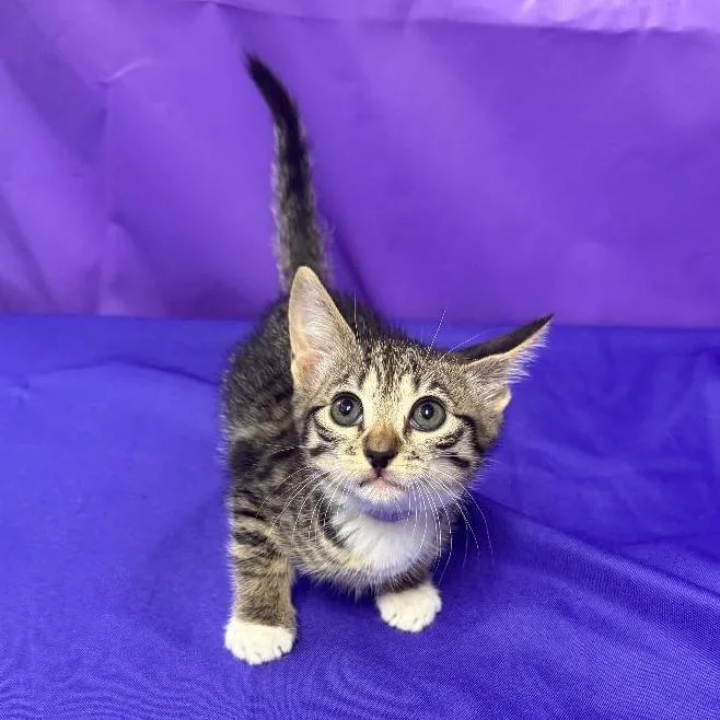 A baby small-sized female Brown / Chocolate Domestic Short Hair cat named Praire for adoption in North Myrtle Beach, SC