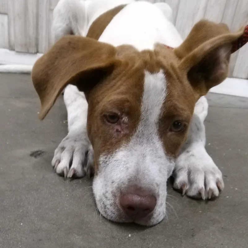 A young medium-sized male White / Cream Hound dog named Jay for adoption in Tampa, FL