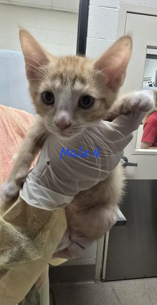 A baby medium-sized male Domestic Short Hair cat named Enoki for adoption in Madison, GA