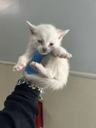 A baby small-sized female Domestic Short Hair cat named Cuddle Bug for adoption in Madison, NJ