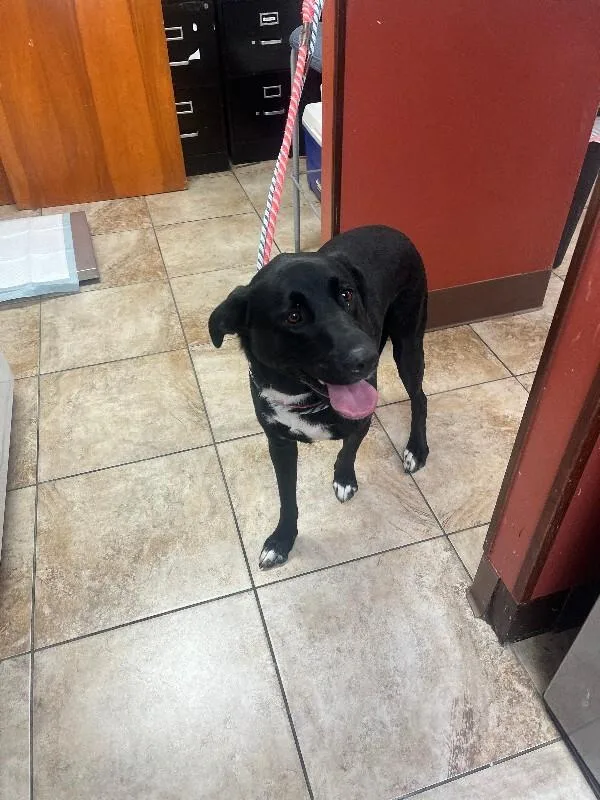 An adult large-sized male Black Mixed Breed dog named Papa Ray for adoption in Cincinnati, OH