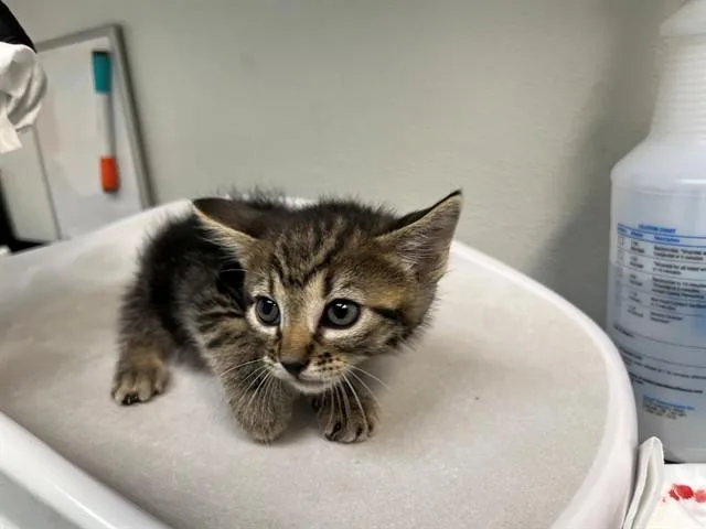 A baby small-sized female Domestic Short Hair cat named Misty for adoption in Antioch, CA