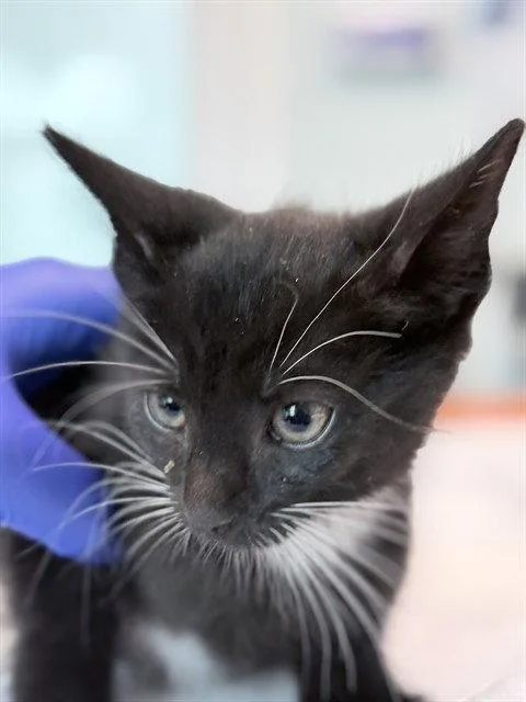 A baby small-sized female Black Domestic Short Hair cat named Clark for adoption in Tavares, FL