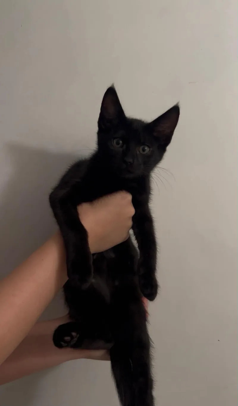 A baby small-sized male Black Domestic Short Hair cat named Ponyo Bear Bonded To for adoption in Chandler, AZ