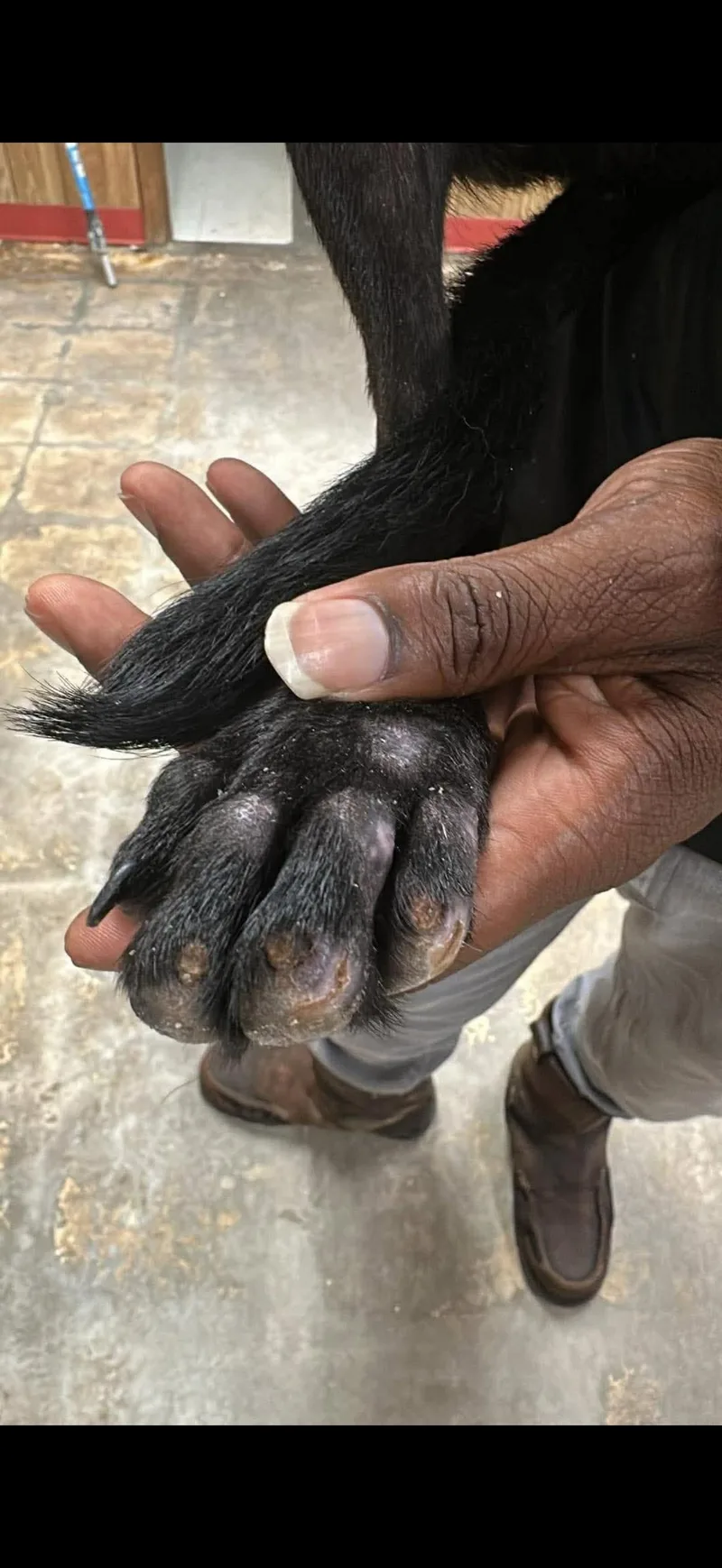 A baby medium-sized male Labrador Retriever dog named Brody for adoption in Bradenton, FL