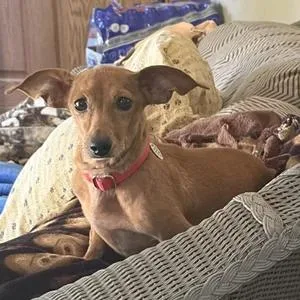 An adult small-sized female Dachshund dog named Willa for adoption in St. Paul, MN