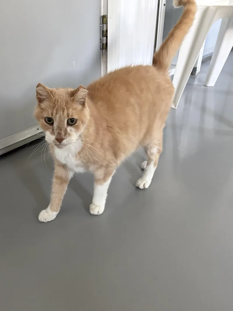 Nacho