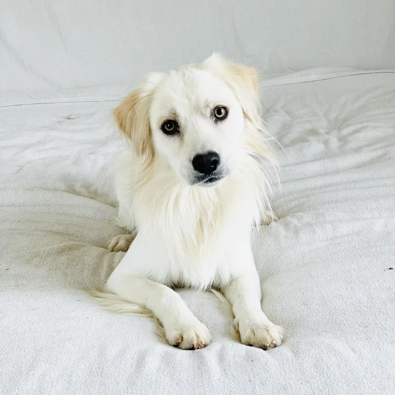 A young medium-sized male White / Cream Golden Retriever dog named Gorgeous Finnegan for adoption in Burlington, NC