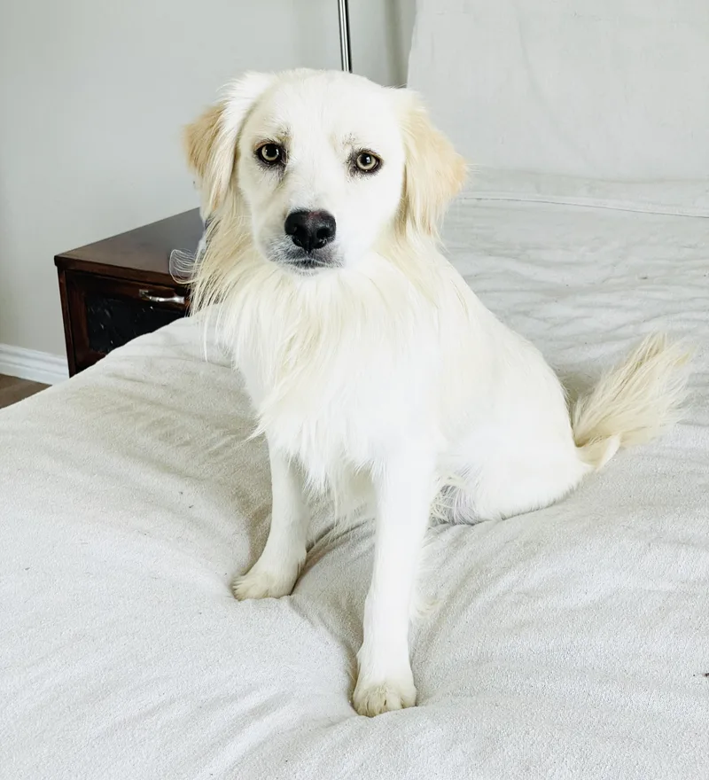 Gorgeous Finnegan thumbnail 3