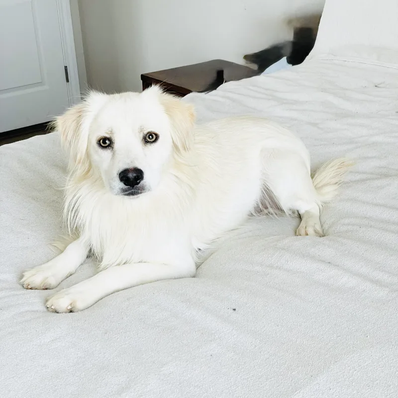 Gorgeous Finnegan thumbnail 4