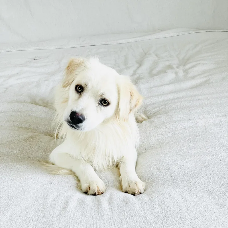 Gorgeous Finnegan thumbnail 5