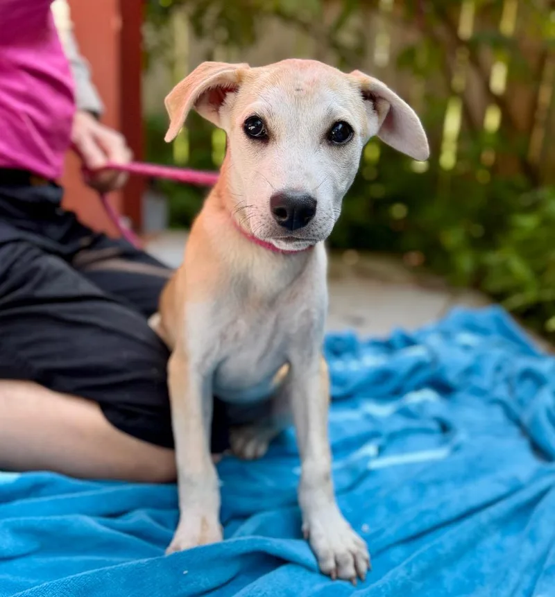 A baby small-sized female Mixed Breed dog named Medina for adoption in Ellijay, GA
