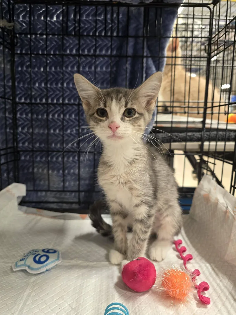 A baby medium-sized female Domestic Short Hair cat named Katmai for adoption in East Lansing, MI