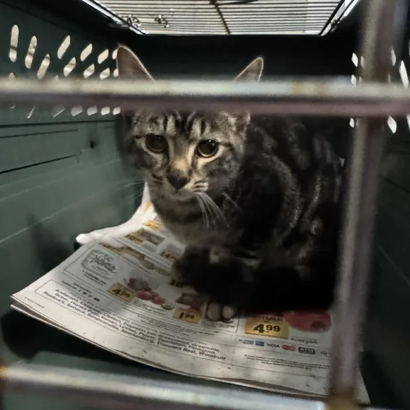 A young medium-sized male Gray / Blue / Silver Domestic Short Hair cat named Pretty Boy for adoption in Columbus, NC