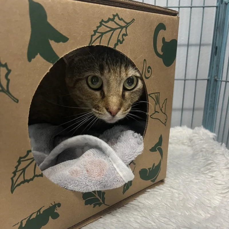 A young medium-sized female Orange / Red Domestic Short Hair cat named Sassie for adoption in St. Louis, MO