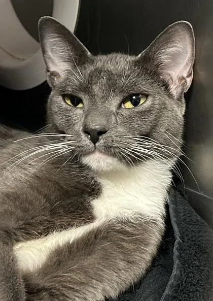 Bud