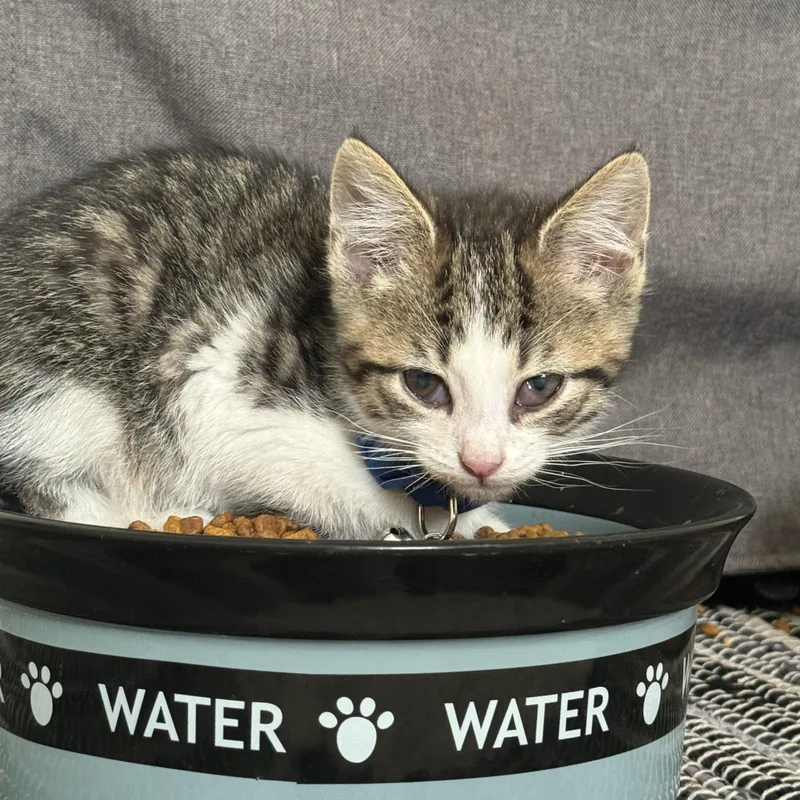 A young medium-sized male Tabby (Brown / Chocolate) Domestic Short Hair cat named Norbert & Dagget for adoption in Manchester, MD