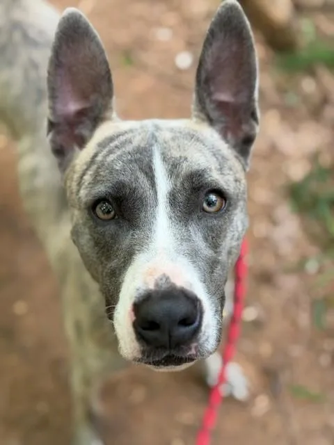 A young medium-sized female Mixed Breed dog named Cherry for adoption in Charlotte, NC