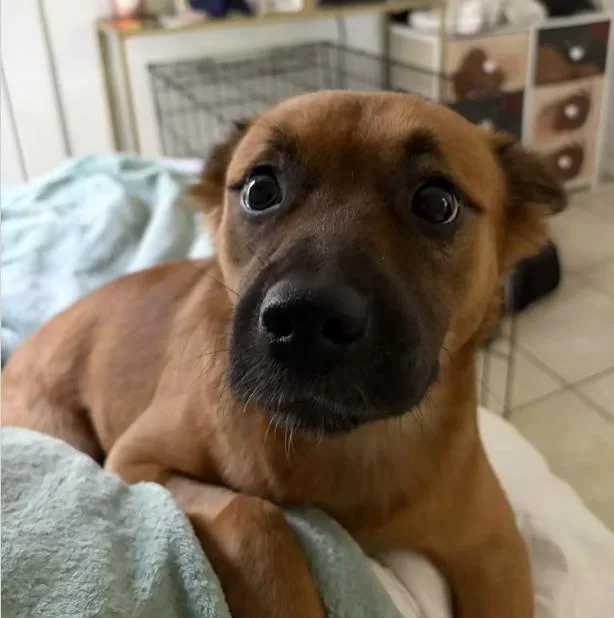 A baby medium-sized female Brown / Chocolate Labrador Retriever dog named Evie for adoption in Pleasant Valley, NY