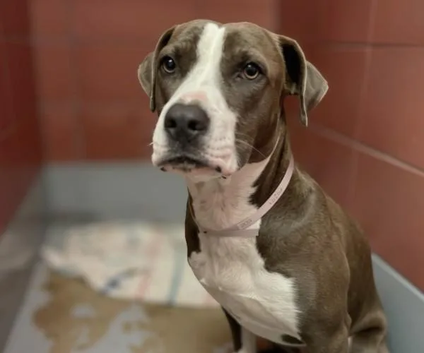 A young medium-sized female Staffordshire Bull Terrier dog named Maryjane for adoption in Houston, TX