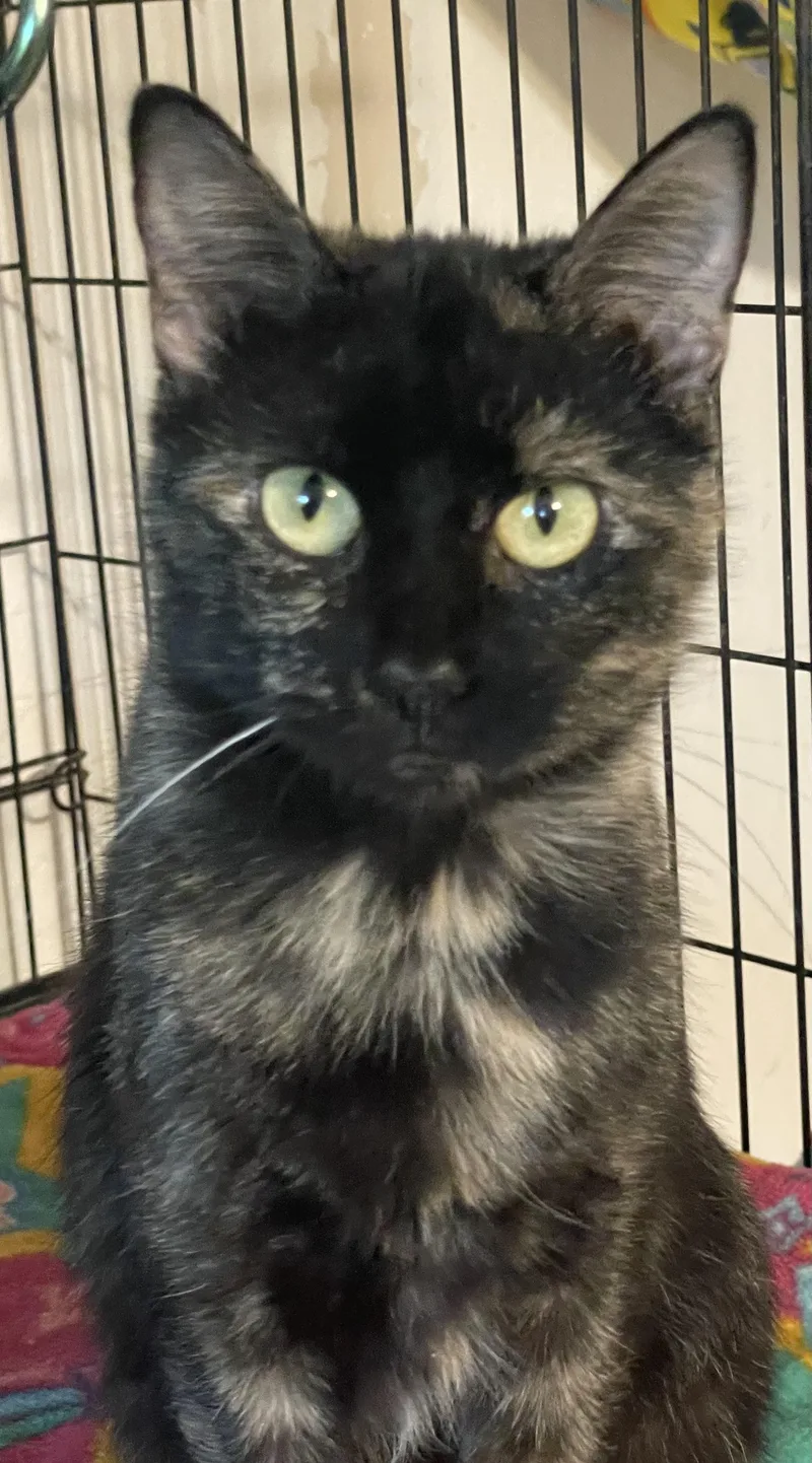 An adult medium-sized female Tortoiseshell Domestic Short Hair cat named Lola for adoption in Lacon, IL