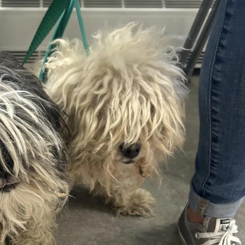 A senior small-sized female White / Cream Mixed Breed dog named Mia Grace for adoption in West Chester, PA