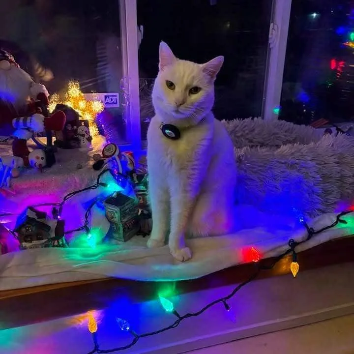 An adult medium-sized female Domestic Short Hair cat named Marshmellow aka Puss Puss for adoption in LIberty, NY